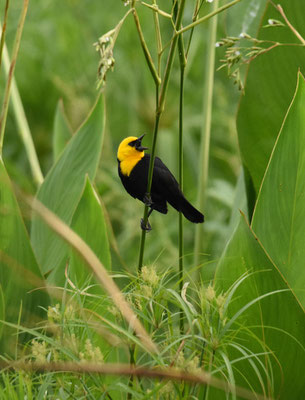 Yellow-hooded Blackbird. male