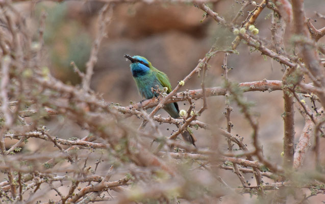 Kleine groene bijeneter