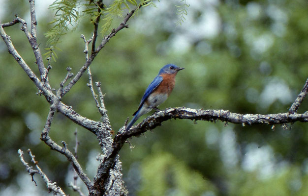 Eastern Bluebird
