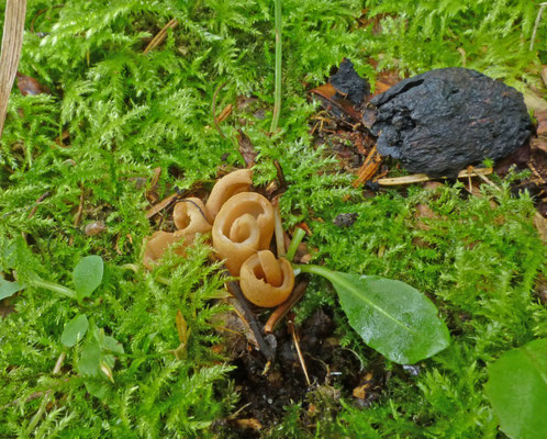 Otidea leporina ss. lato - lichte hazenoren