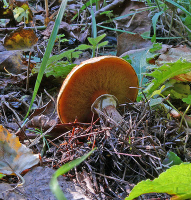 Suillus cavipes - Holsteelboleet