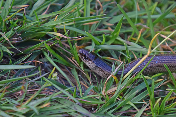 Italiaanse hazelworm (Anguis veronensis)