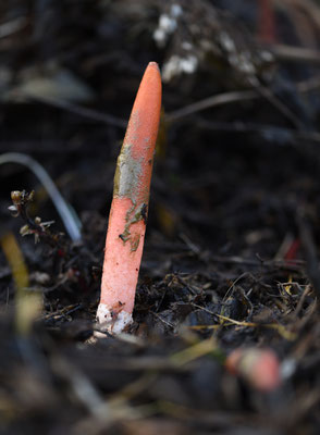 Mutinus elegans - Spitse stinkzwam