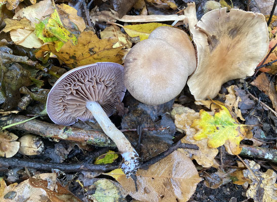 Cortinarius species (Fochteloerveen)
