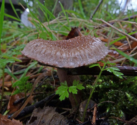 Inocybe cincinnata - Violetbruine vezelkop