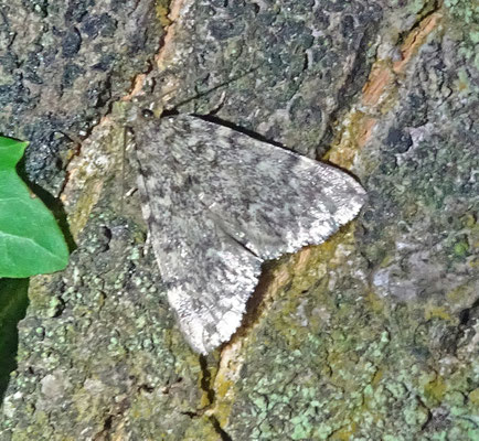Aglossa pinguinalis - Vetmot