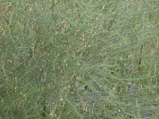 Asparagus officinalis - Asperge