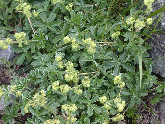 Alchemilla alpina - Alpenvrouwenmantel