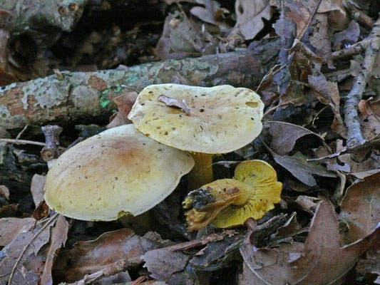 Tricholoma sulphureum - Narcisridderzwam