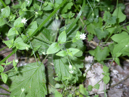 Moehringia trinervia - Drienerfmuur