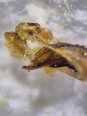 Badister collaris - Veenstompkaak