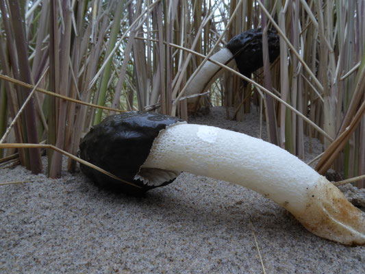 Phallus hadrianus - Duinstinkzwam