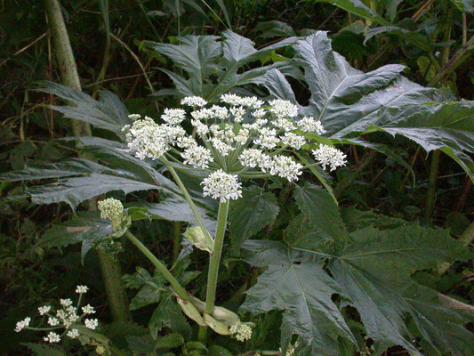 Heracleum mantegazzianum - Reuzenberenklauw