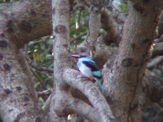 Blue-breasted Kingfisher