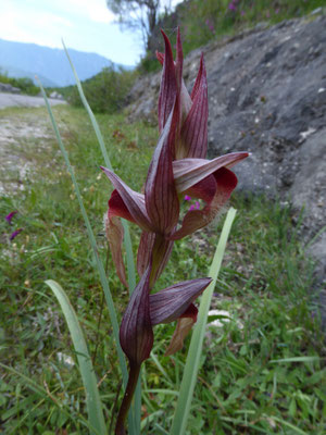 Brede tongorchis - Serapias cordigera