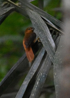 Cinnamon-rumped Foliage-gleaner