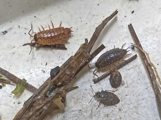 Philoscia muscorum - Mospissebed