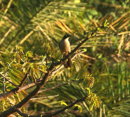 Black-capped Babbler