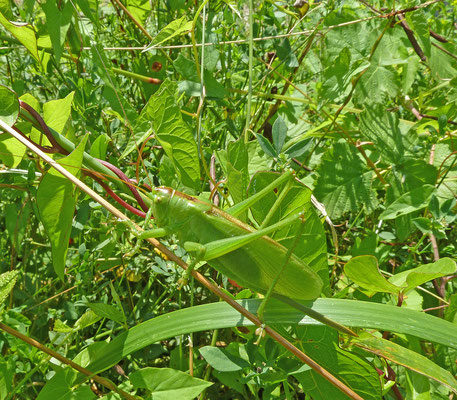 Tettigonia cantans - Kleine groene sprinkhaan