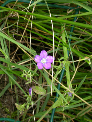 Legousia speculum-veneris - Groot spiegelklokje