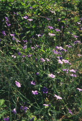 Linum tenuifolium - Smal vlas