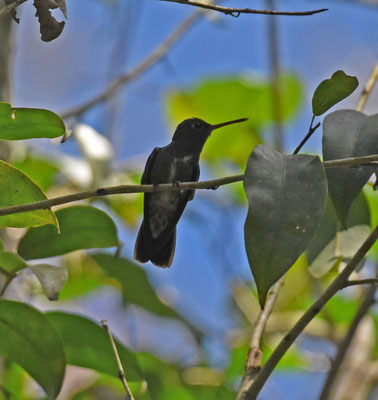 Glittering-throated Emerald