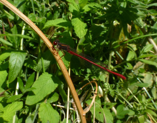 Ceriagron tenellum
