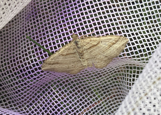 Costaconvexa polygrammata - Walstrospanner