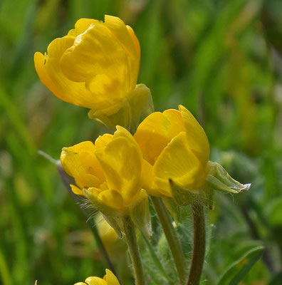 Ranunculus bulbosus - Knolboterbloem