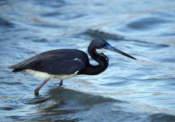 Tricolores Heron