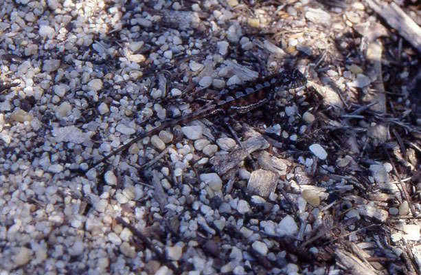 Rankinia diemensis - Mountain Dragon, male