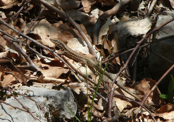 Podarcis muralis