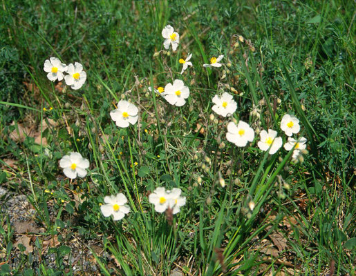 Helianthemum apenninum - Wit zonneroosje