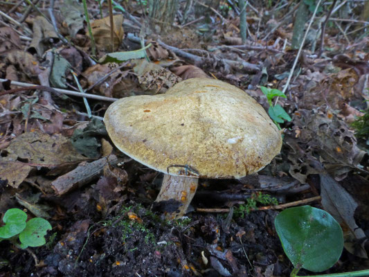 Gyrodon lividus - Elzenboleet