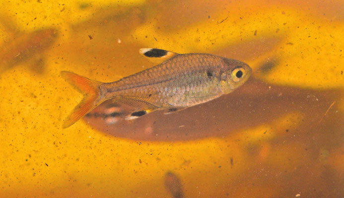 Pristella maxillaris