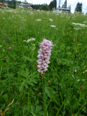 Polygonum bistorta - Adderwortel