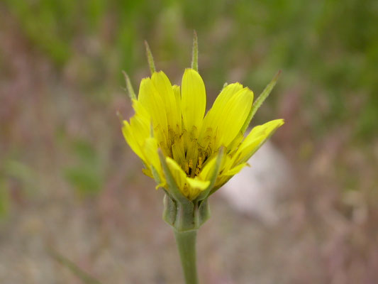 Tragopodon dubius - Bleke morgenster