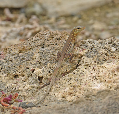 Cnemidophorus murinus murinus