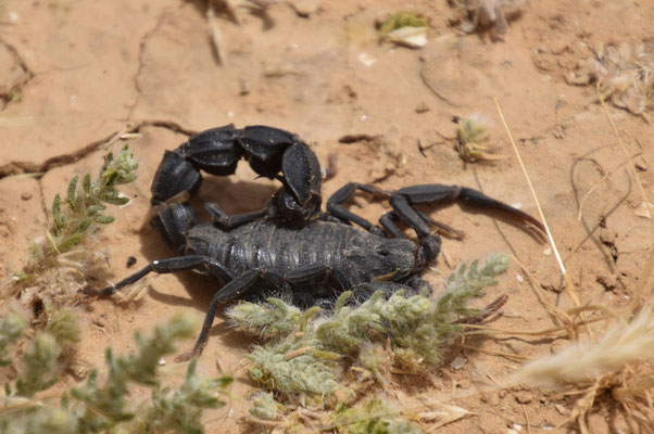 Androctonus bicolor