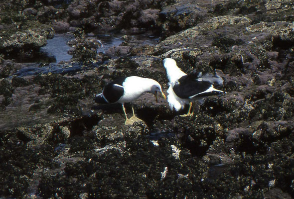 Kelp gull