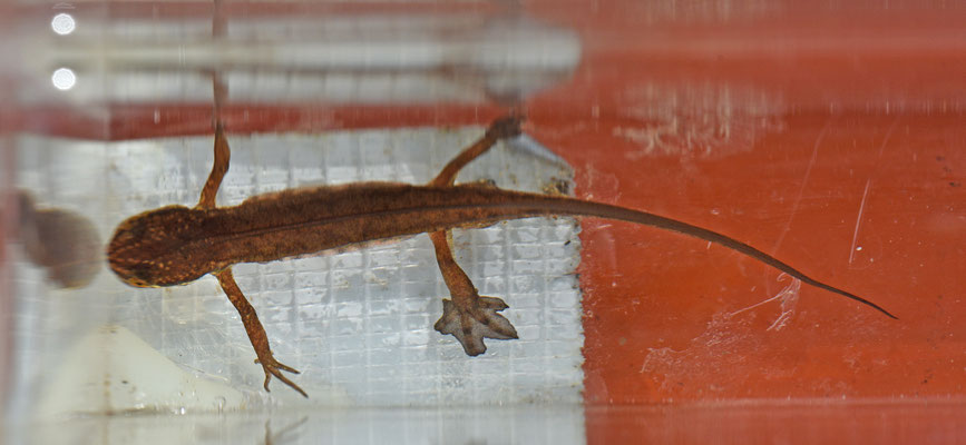 Vinpootsalamander