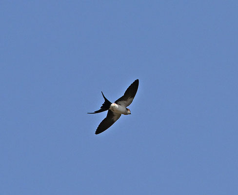 Hirundo daurica - European Red-rumped Swallow