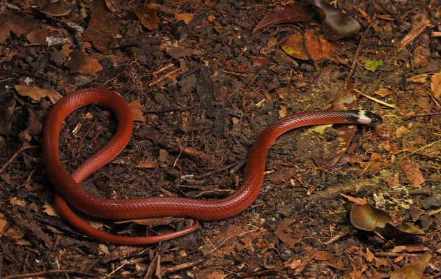 Pseudoboa coronata - Bos Boastaartslang