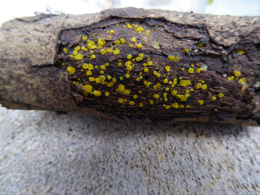 Bisporella citrina sl - Geel schijfzwammetje