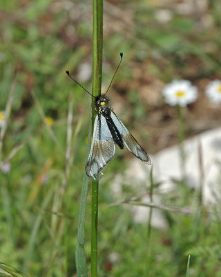 Libelloides coccajus - Vlinderhaft