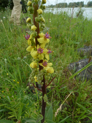 Verbascum nigrum - Zwarte toorts