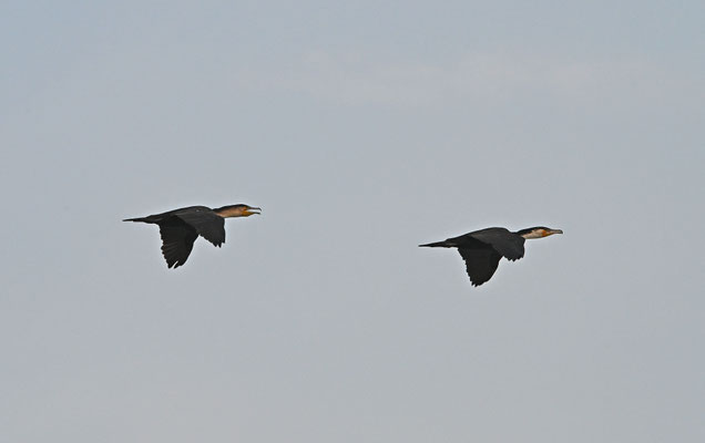 Phalacrocorax carbo - Great Cormorant