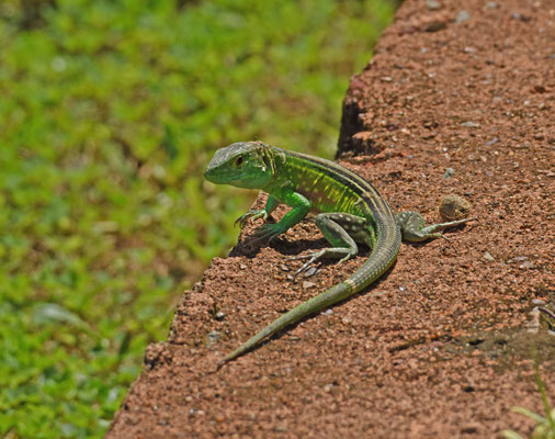 Cnemidophorus lemniscatus