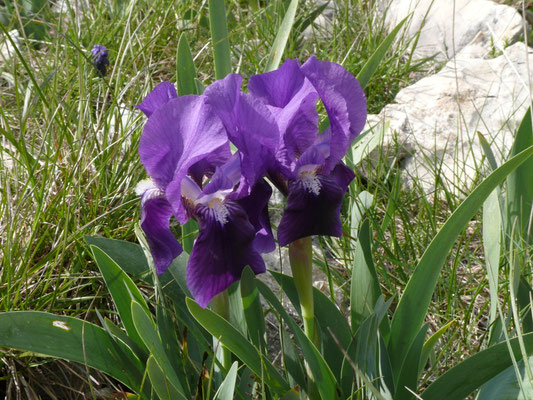 Iris aphylla