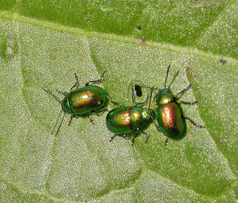 Gastrophysa viridula - Groen zuringhaantje
